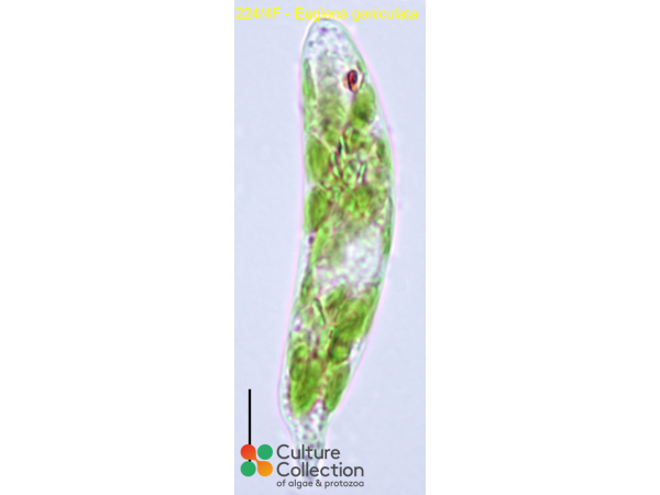 Euglena geniculata