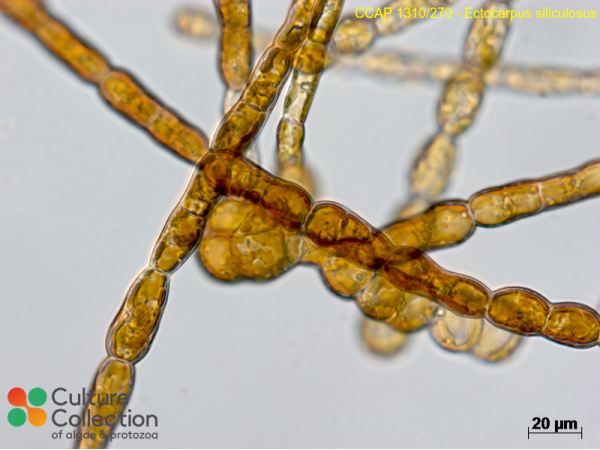 Ectocarpus siliculosus Ectocarpus siliculosus