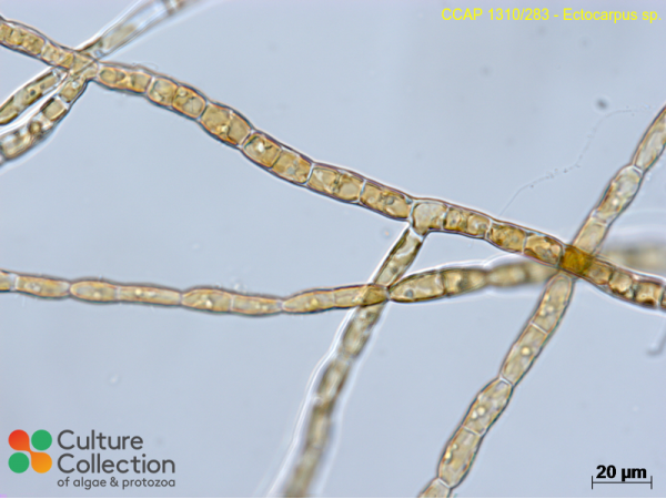 Ectocarpus sp. Ectocarpus sp.