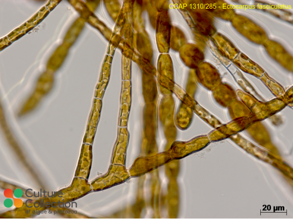 Ectocarpus fasciculatus Ectocarpus fasciculatus