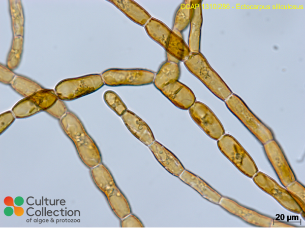 Ectocarpus siliculosus