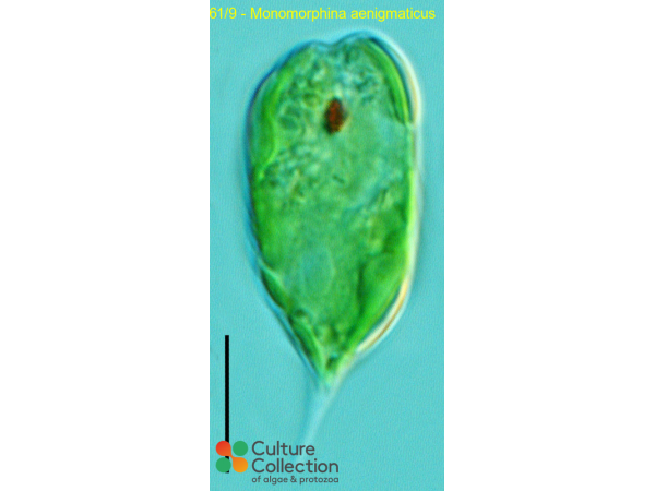 Monomorphina aenigmaticus
