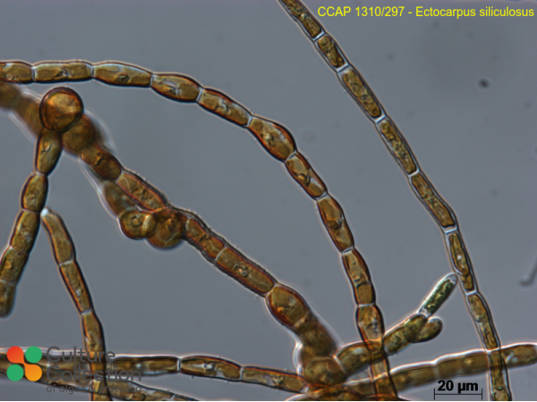 Ectocarpus siliculosus