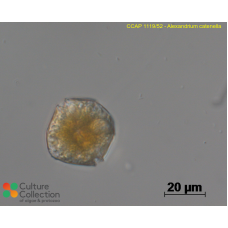 Alexandrium pacificum