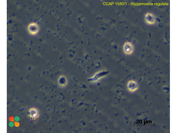 Stygamoeba regulata