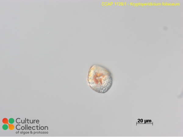 Kryptoperidinium foliaceum Kryptoperidinium foliaceum
