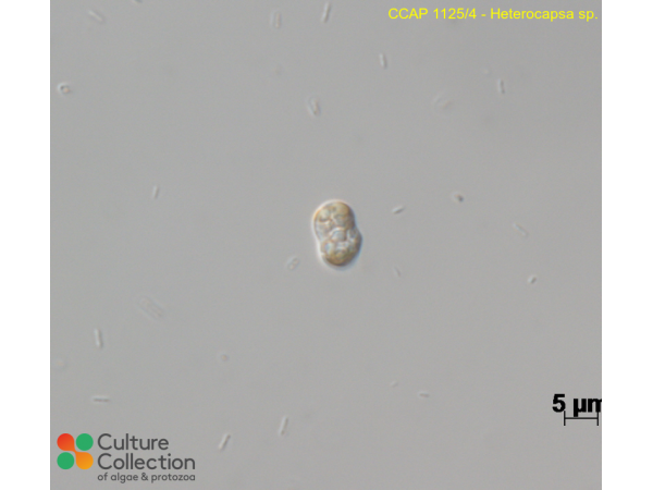 Heterocapsa sp.