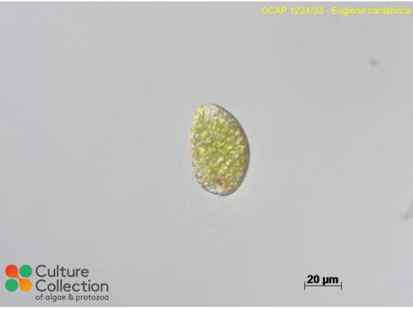 Euglena cantabrica