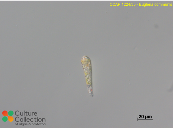 Euglena communis