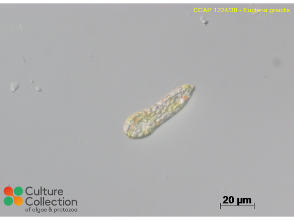 Euglena gracilis