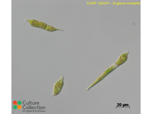 Euglena mutabilis
