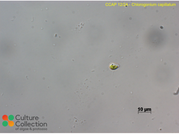 Chlorogonium capillatum