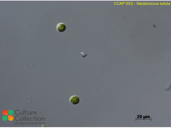 Nautococcus soluta
