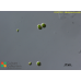 Nautococcus soluta