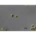 Nautococcus soluta