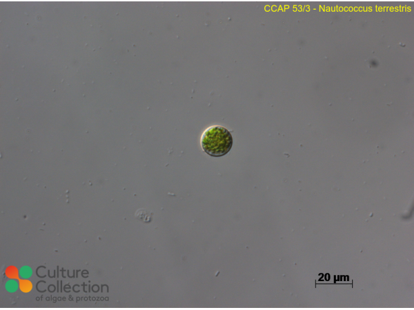 Nautococcus terrestris