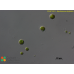 Nautococcus terrestris