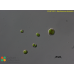 Nautococcus terrestris