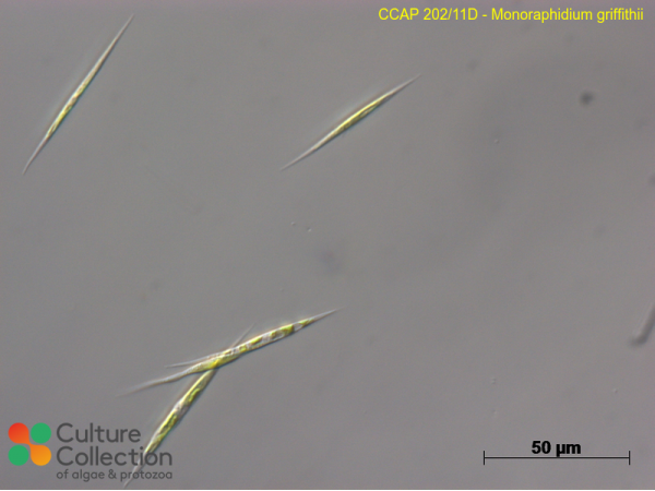 Monoraphidium griffithii Monoraphidium griffithii