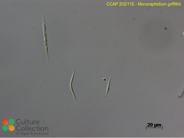 Monoraphidium griffithii Monoraphidium griffithii