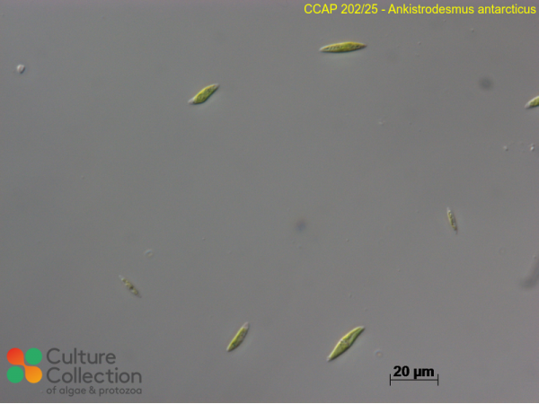 Ankistrodesmus antarcticus