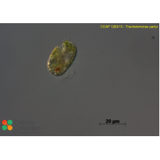 Trachelomonas pertyi