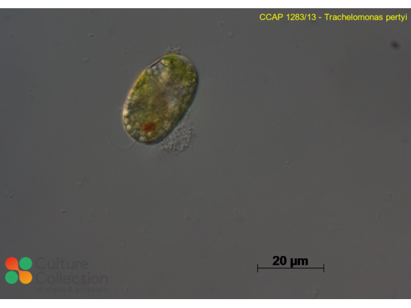 Trachelomonas pertyi