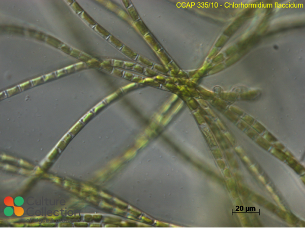 Klebsormidium flaccidum