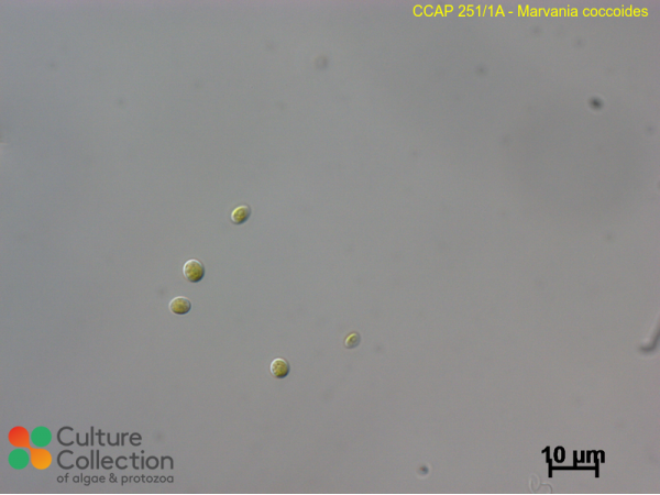 Marvania coccoides