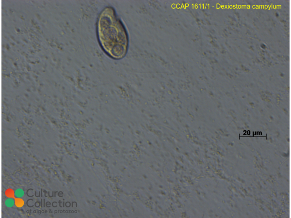 Dexiostoma campylum