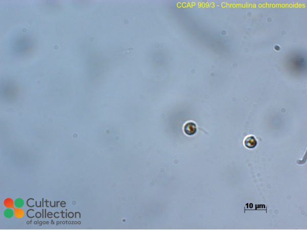 Chromulina ochromonoides