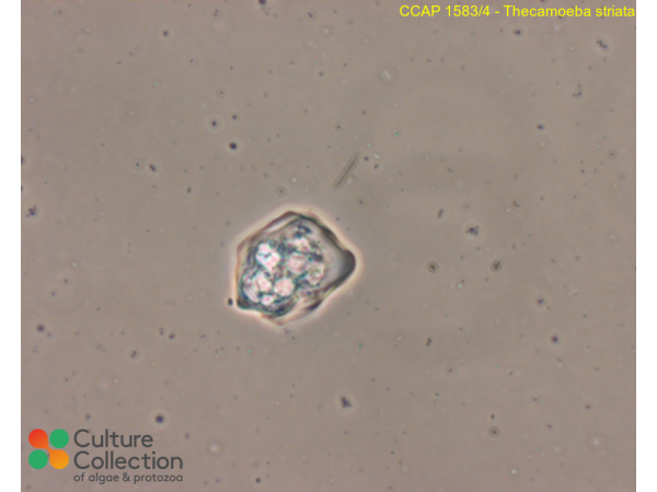 Thecamoeba striata