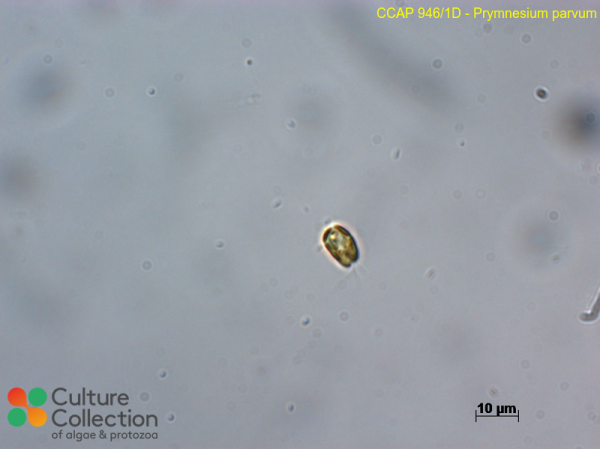Prymnesium parvum