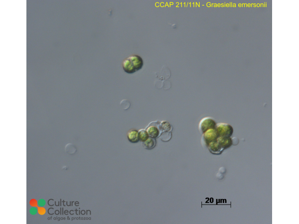 Graesiella emersonii