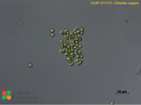 Chlorella vulgaris