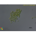 Chlorella vulgaris