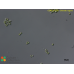 Chlorella vulgaris