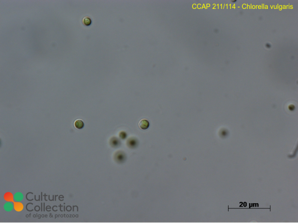 Chlorella vulgaris