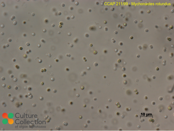 Mychonastes rotundus