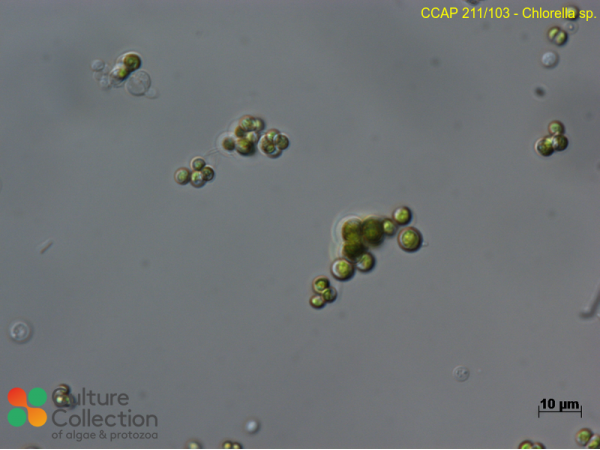 Chlorella sp.