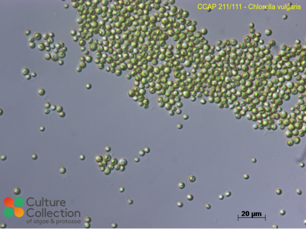 Chlorella vulgaris