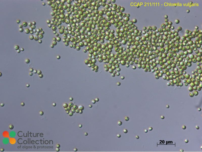 Chlorella vulgaris