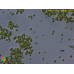 Chlorella vulgaris