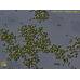 Chlorella vulgaris