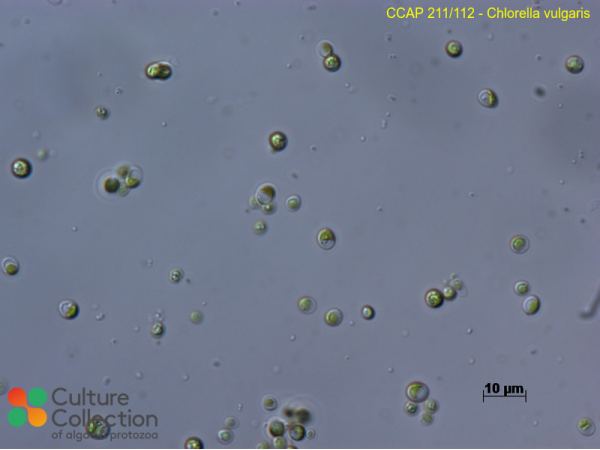Chlorella vulgaris Chlorella vulgaris