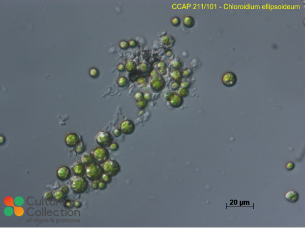 Chloroidium ellipsoideum