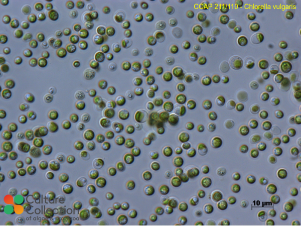 Chlorella vulgaris