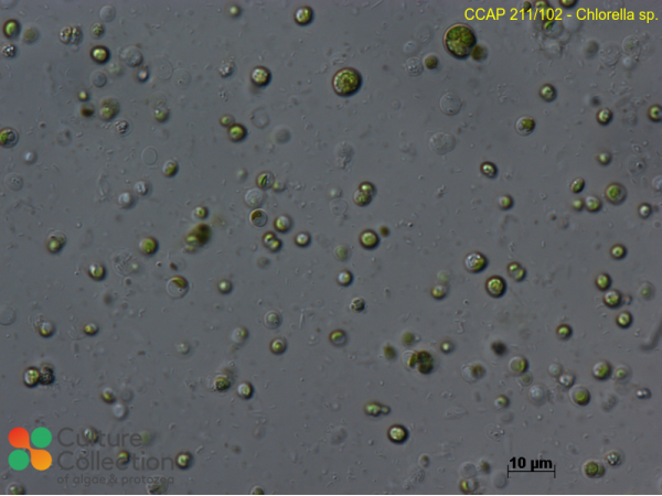 Chlorella sp.