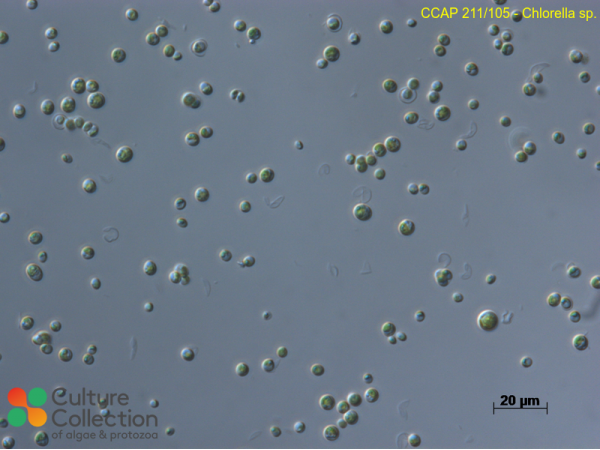 Chlorella sp.