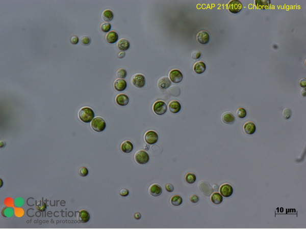 Chlorella vulgaris